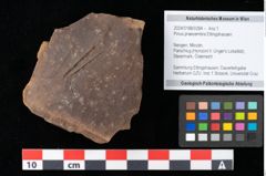 Foto (Objekt + Etikett) von Alnus julianiformis (Sternberg) Z.Kvacek et Holy (NHMW-GEO-2024-0188-0284)